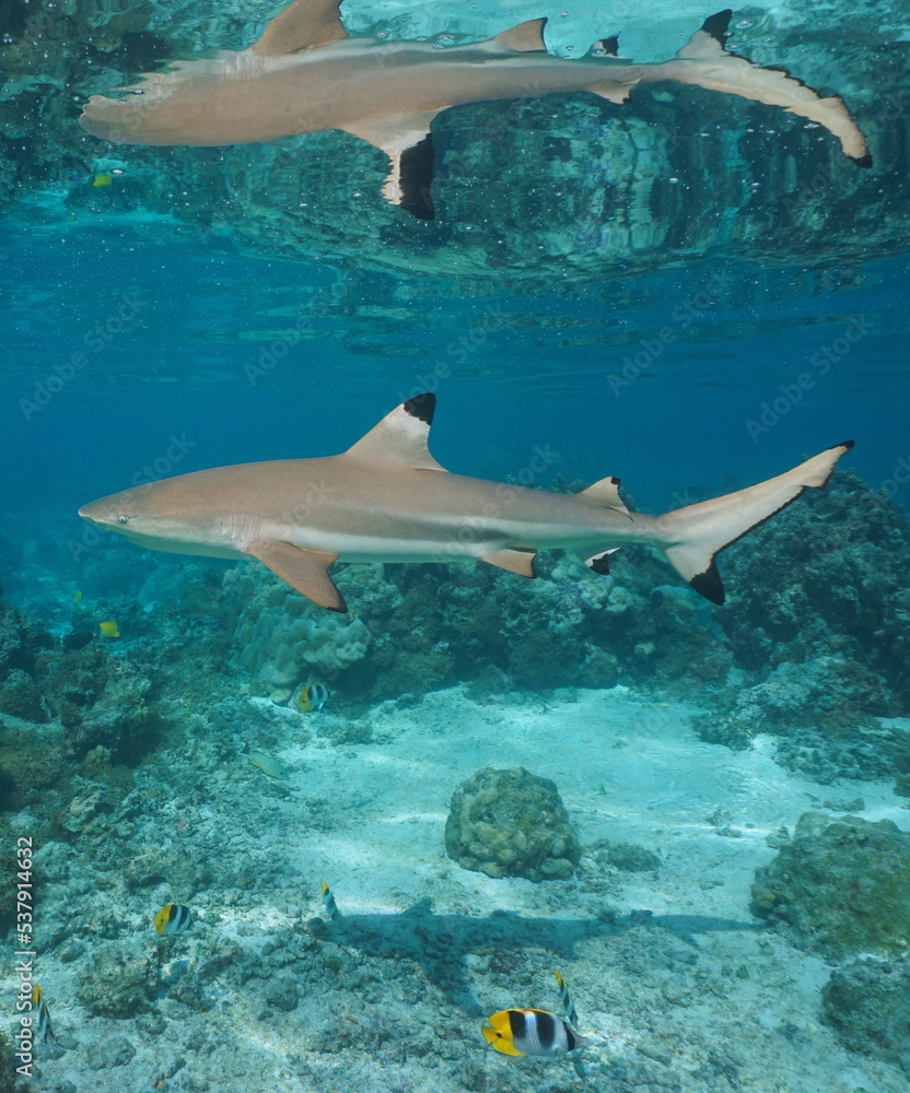 Obraz premium A blacktip reef shark underwater with reflection below water surface, south Pacific ocean, French Polynesia, natural scene