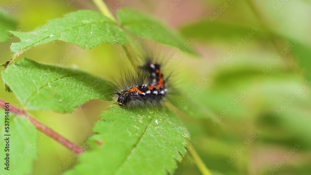 Spotty fluffy caterpillar close-up in the forest Spotty fluffy caterpillar close-up in the forest