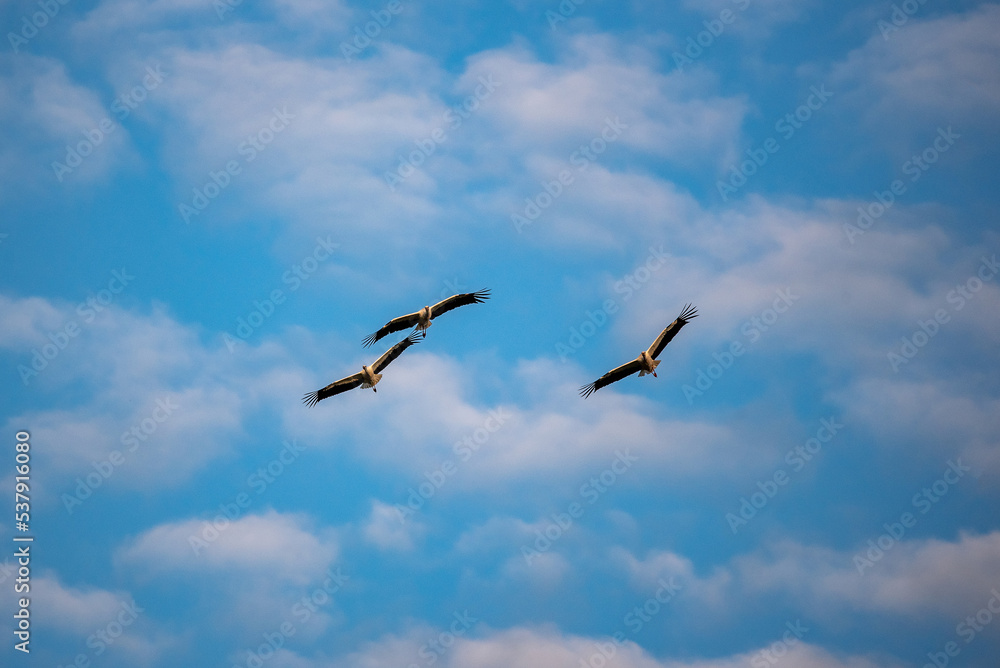 storks in flight