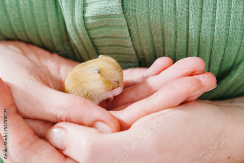 a small and cute red hamster in female hands. taking care of pets.  photo