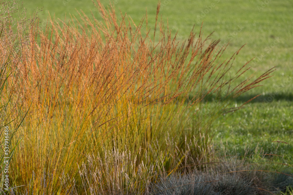 Fototapeta premium Natural autumn background. Abstract background of dried ornamental herbs