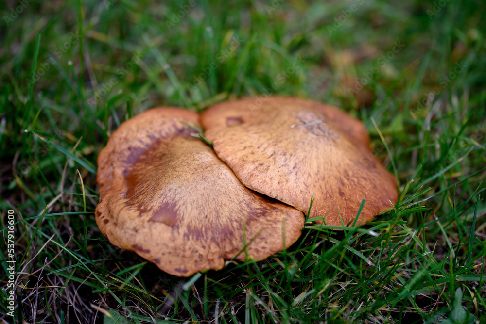 Mushrooms in forest Mushrooms in forest