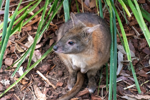 Red-necked Pademelon (Thylogale thetis) photo