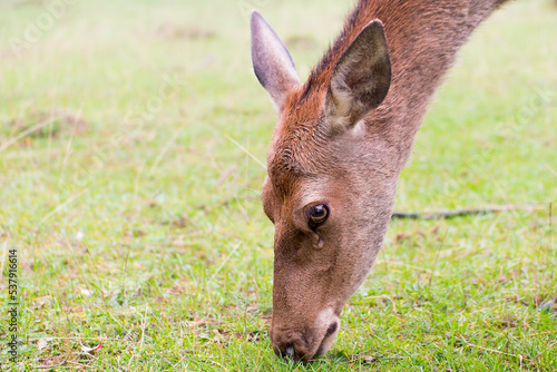 Deer female head detail portrait. Close up of the animal on pasture in the meadow during rut season. Copy space for text. 