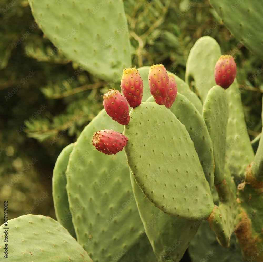 Cactus fico d'india con i frutti rossi Stock Photo | Adobe Stock