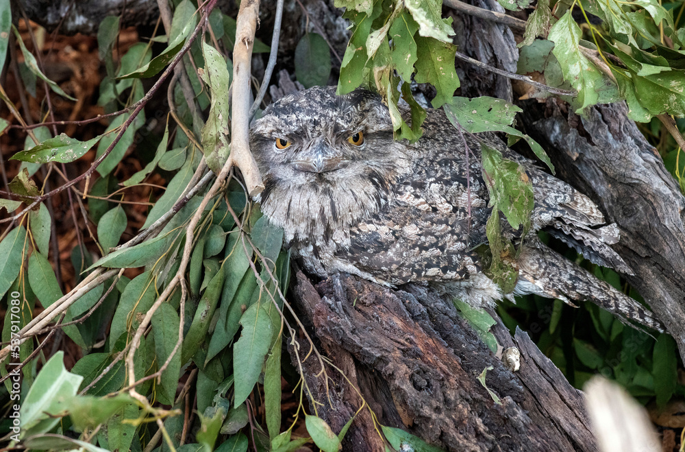 Tawny Frogmouth (Podargus Strigoides) Tawny Frogmouth (Podargus Strigoides)