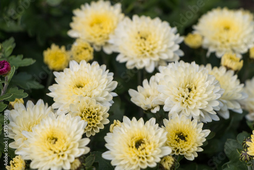 white-yellow chrysanthemums.  natural flower background 