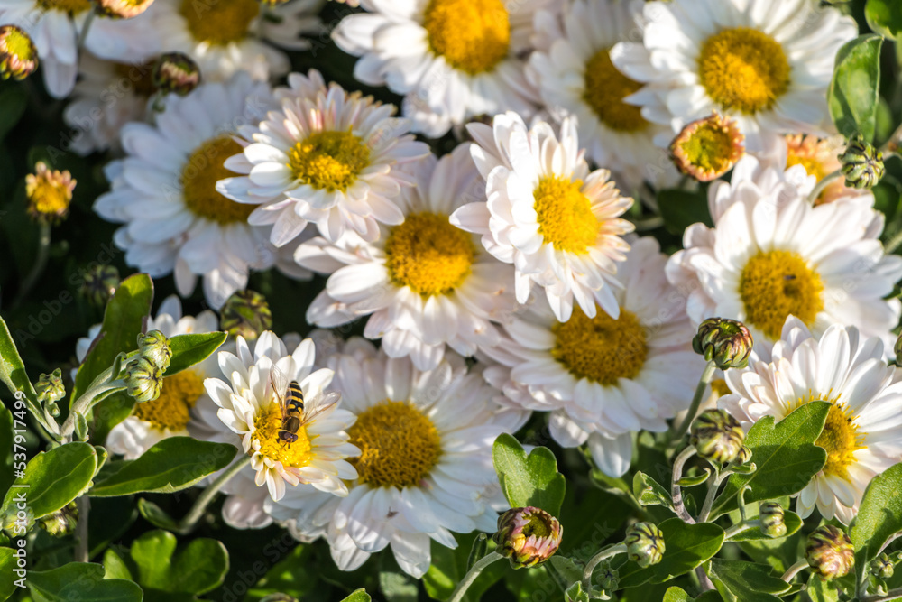 natural flower background. daisies close-up, a bee pollinates a flower bud natural flower background. daisies close-up, a bee pollinates a flower bud