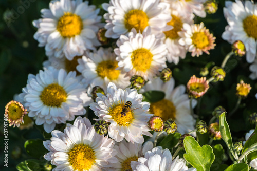 natural flower background.  daisies close-up  a bee pollinates a flower bud