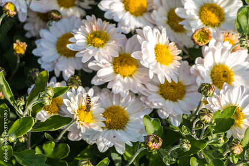 natural flower background.  daisies close-up  a bee pollinates a flower bud