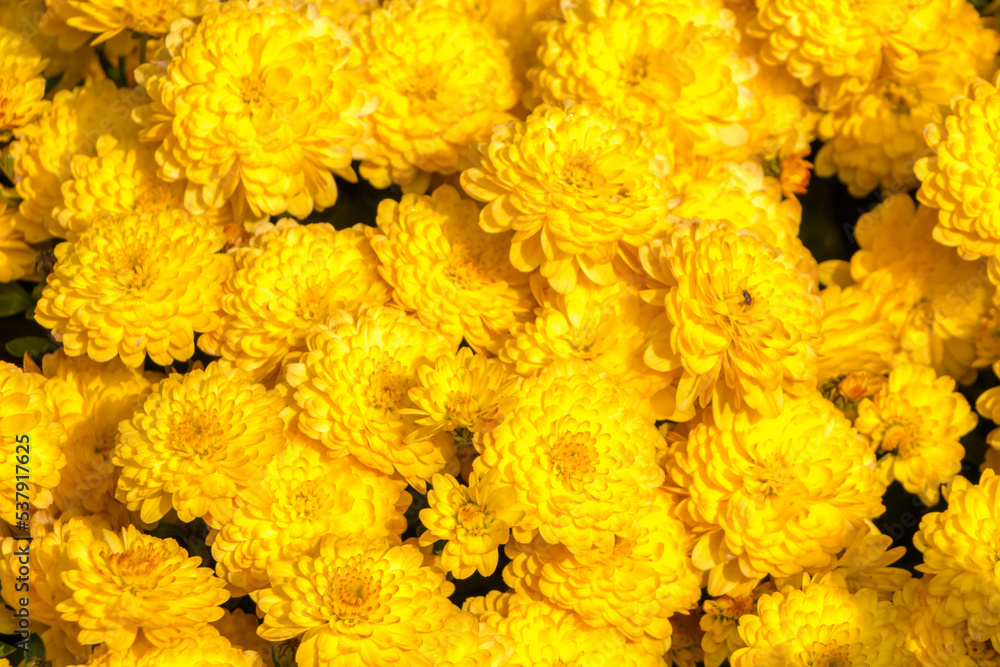 natural flower background. yellow chrysanthemum flowers close up natural flower background. yellow chrysanthemum flowers close up