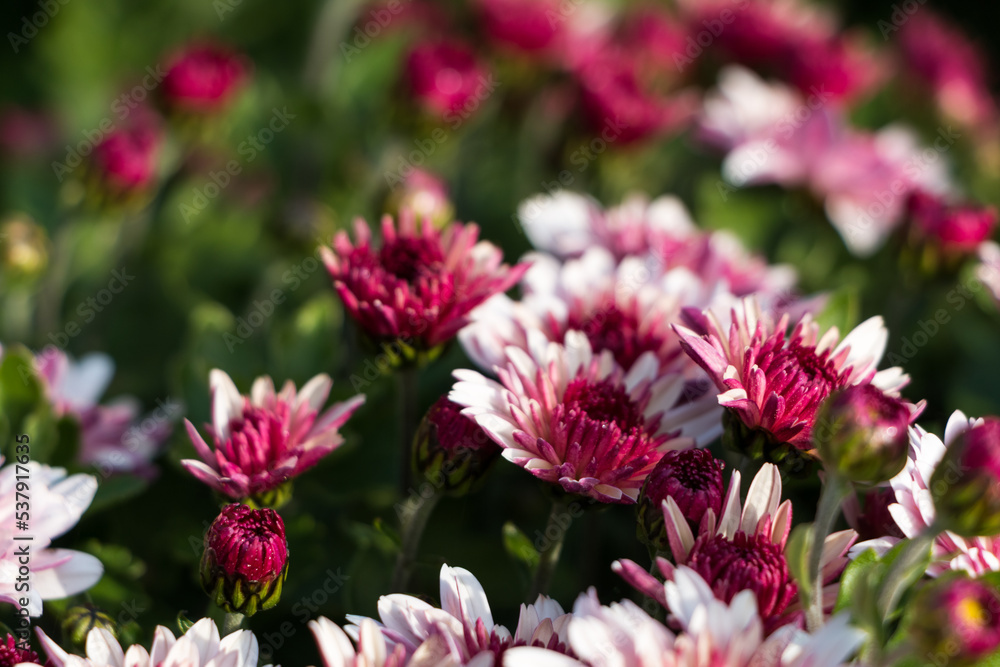 natural flower background. flowers of white and pink chrysanthemums close-up natural flower background. flowers of white and pink chrysanthemums close-up