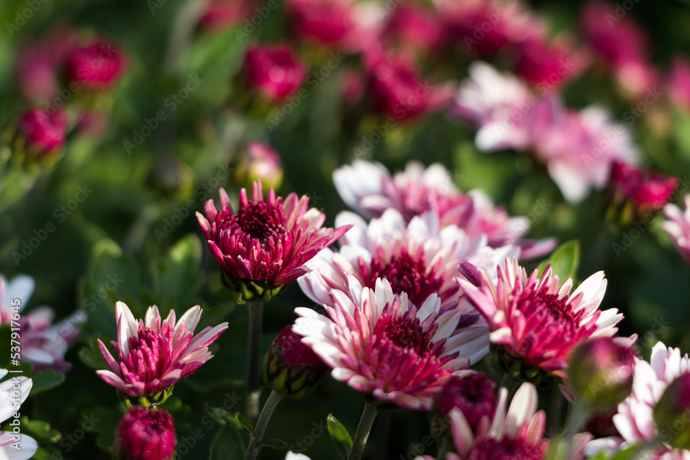 natural flower background. flowers of white and pink chrysanthemums close-up natural flower background. flowers of white and pink chrysanthemums close-up