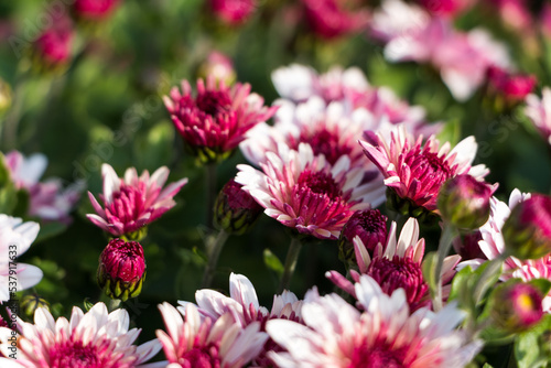 natural flower background.  flowers of white and pink chrysanthemums close-up