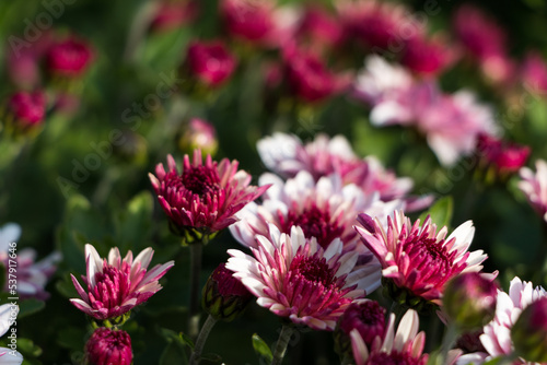natural flower background.  flowers of white and pink chrysanthemums close-up
