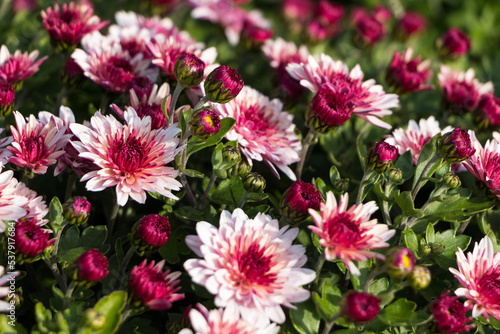 natural flower background.  flowers of white and pink chrysanthemums close-up