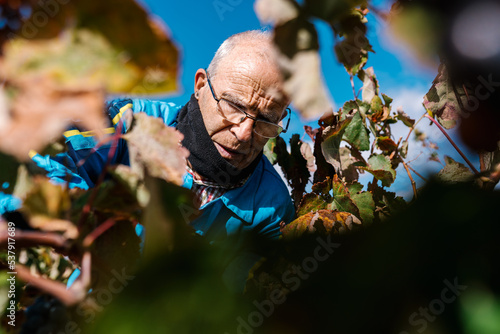 Senior male farmer harvesting grapes from dry vine photo
