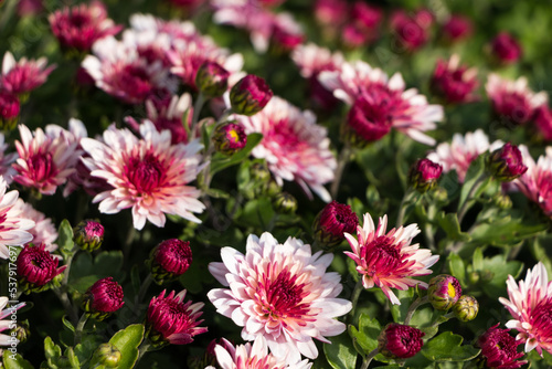 natural flower background.  flowers of white and pink chrysanthemums close-up