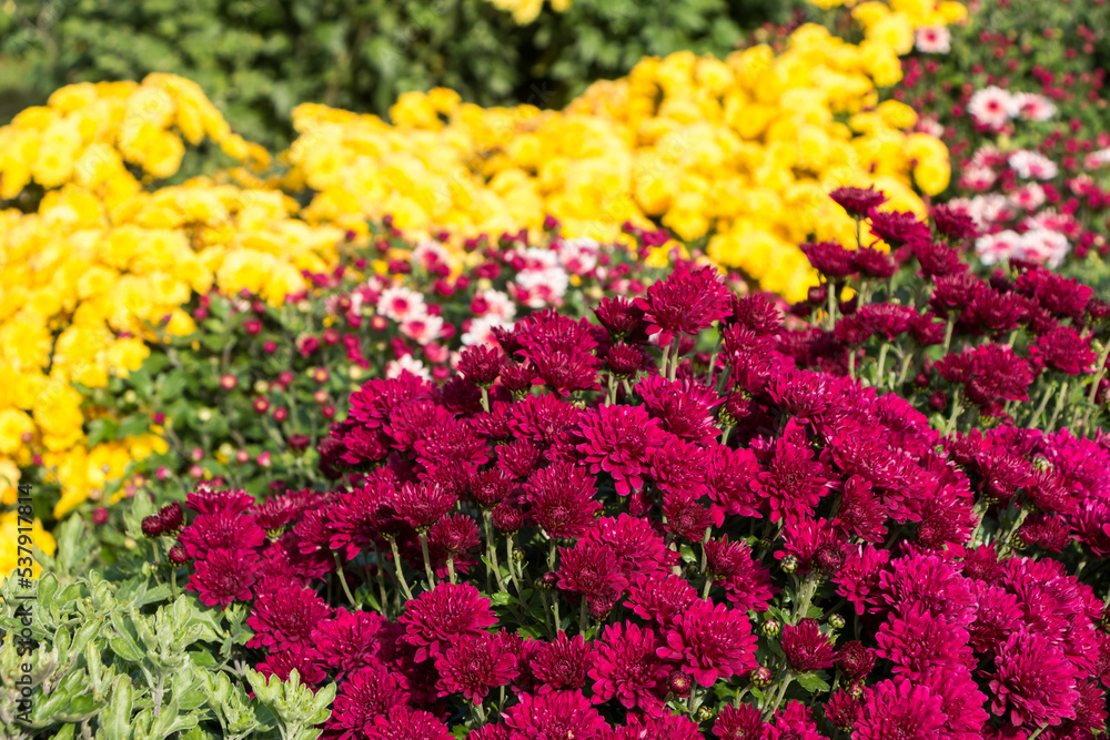 natural flower background. colorful chrysanthemums in the garden close-up natural flower background. colorful chrysanthemums in the garden close-up