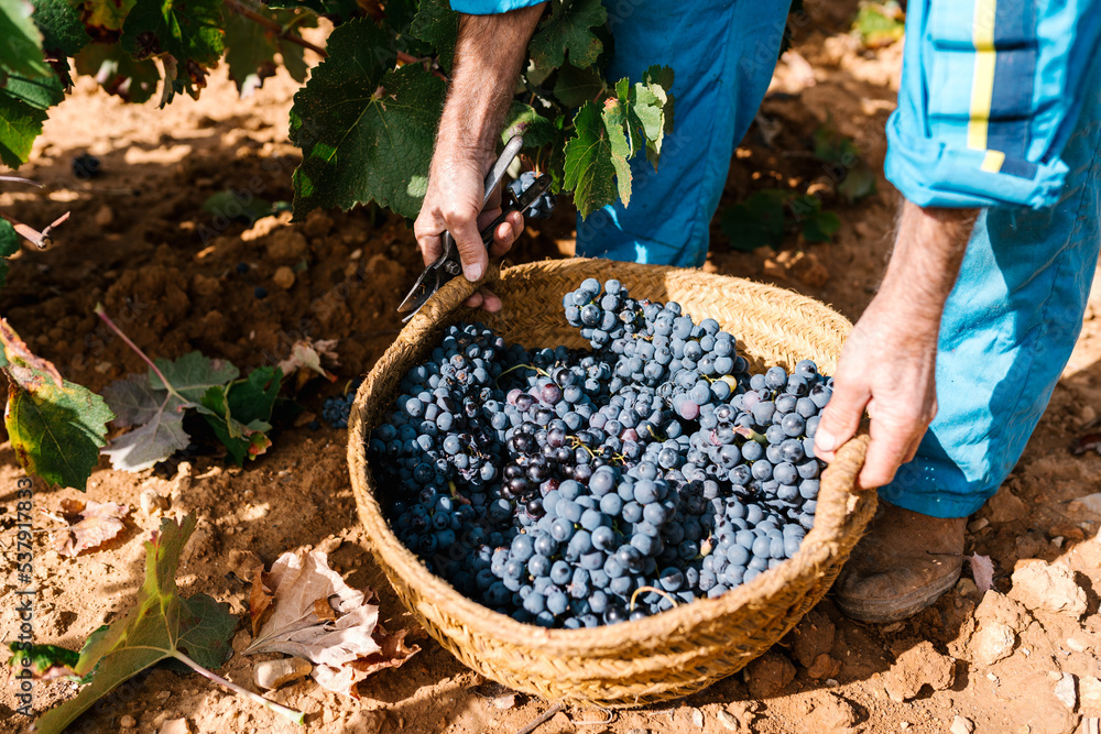 © Ezequiel Giménez/Stocksy - Crop farmer taking basket of grapes © Ezequiel Giménez/Stocksy - Crop farmer taking basket of grapes