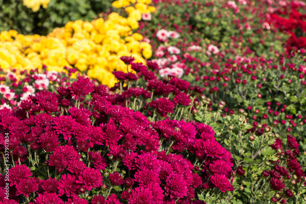 natural flower background.  colorful chrysanthemums in the garden close-up.