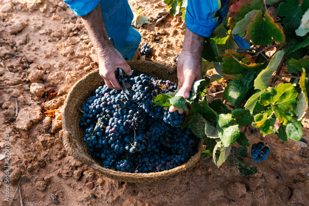 © Ezequiel Giménez/Stocksy - Crop farmer harvesting grapes from vine © Ezequiel Giménez/Stocksy - Crop farmer harvesting grapes from vine