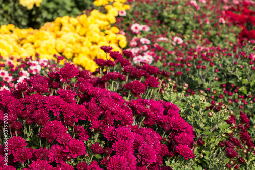 natural flower background. colorful chrysanthemums in the garden close-up