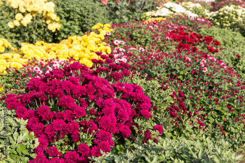 natural flower background.  colorful chrysanthemums in the garden close-up