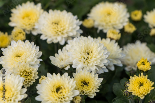 white-yellow chrysanthemums.  natural flower background