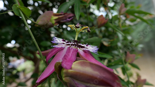 Beautiful soft pink passion flower with soft green background foliage photo
