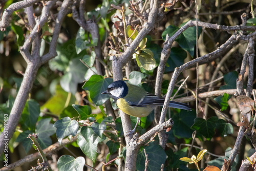 Great tit perched in a bush.