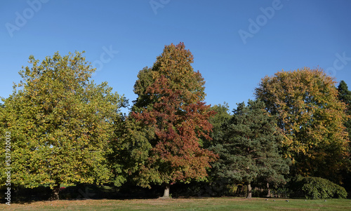 Beautiful autumn colours on the trees in a park. 