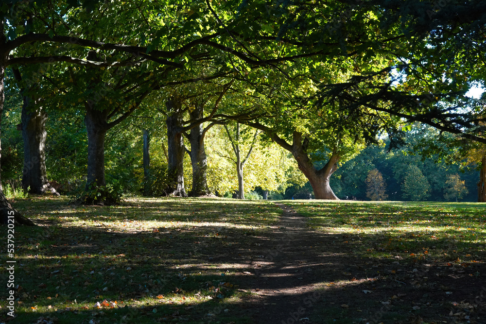 A scenic view of a footpath through the trees in a park on a sunny morning.  