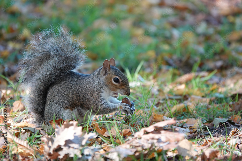 A grey squirrel on the ground in a park eating an acorn on an autumn day. A grey squirrel on the ground in a park eating an acorn on an autumn day.