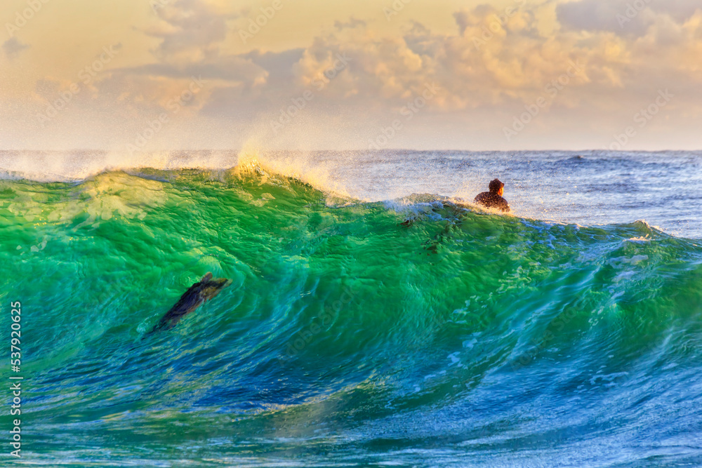 Fototapeta premium Sea Whale wave 2 surfers