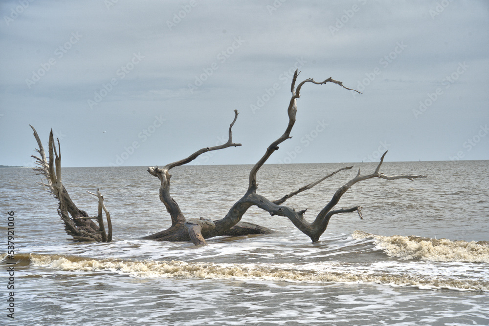 Driftwood Beach Jekyll island, Georgia USA Driftwood Beach Jekyll island, Georgia USA