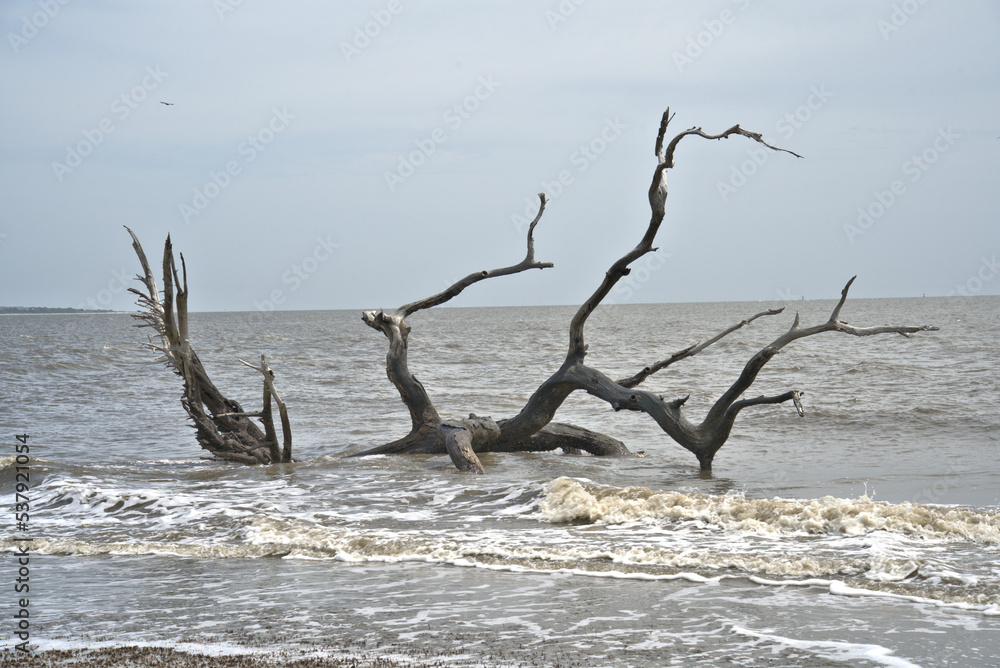 Driftwood Beach Jekyll island, Georgia USA Driftwood Beach Jekyll island, Georgia USA