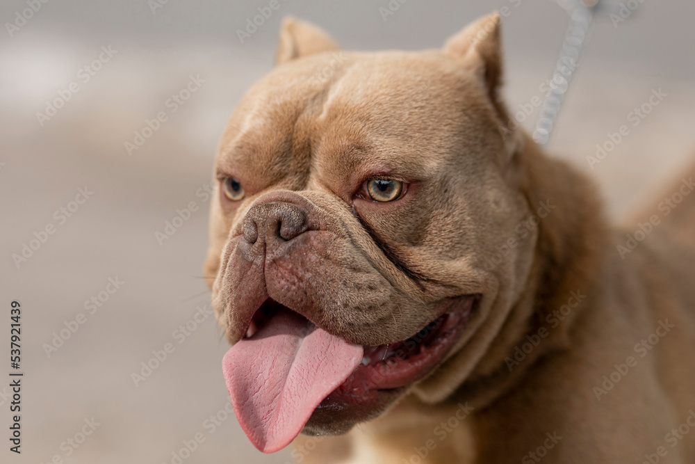 Close-up of the head of an American Bully dog