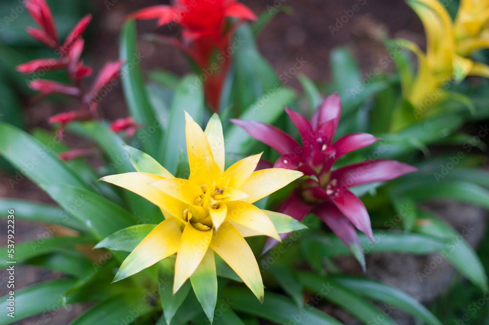 Obraz premium yellow burgundy bromeliads on a wooden stump of a botanical garden
