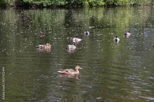 a family of waterfowl feed in a pond and swim in warm water in summeron the lake