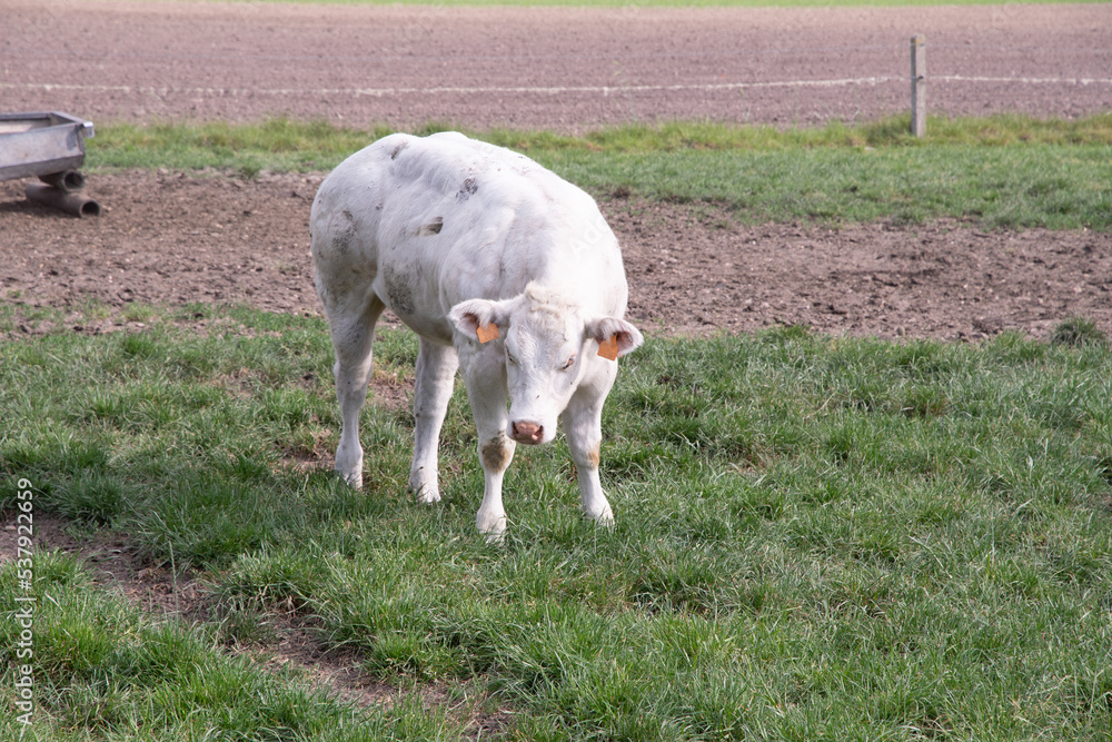 a beautiful white cow graze in a corral on green grass in a countryside