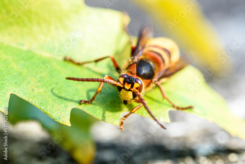 Horse wasp on a yellow leaf.