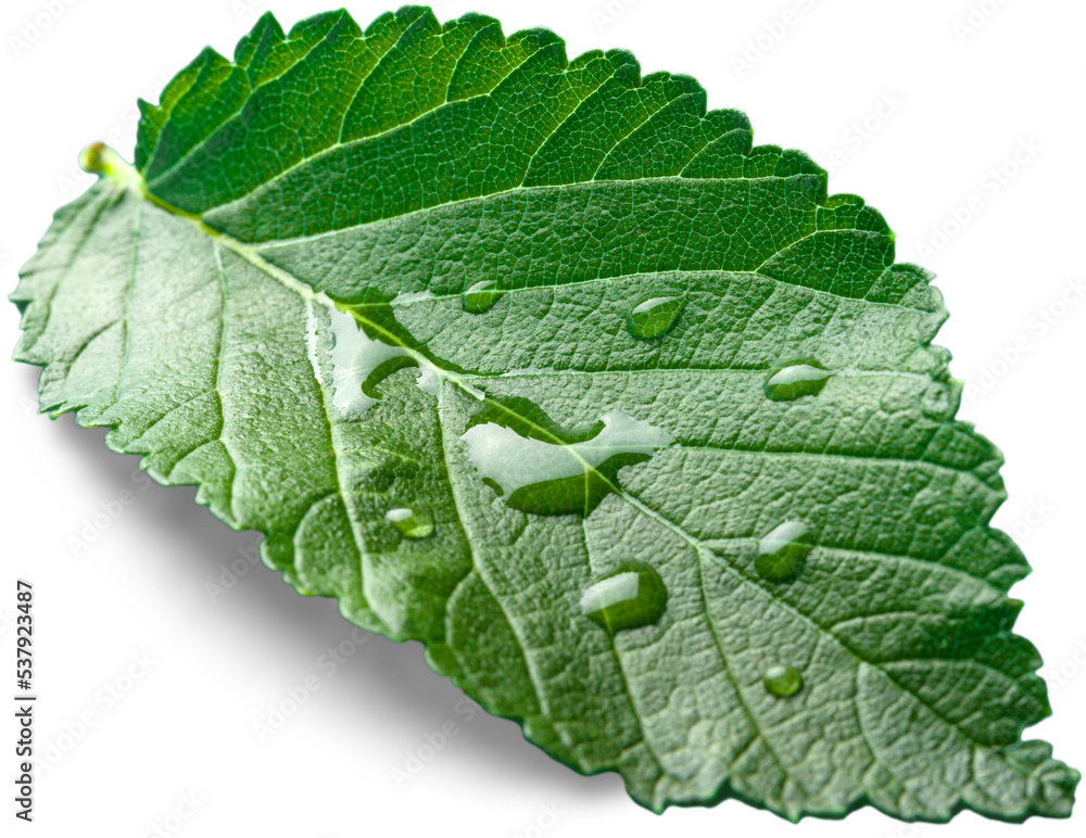Fototapeta premium Green Leaf with Water drops isolated on white