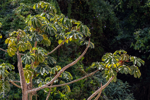 Embauba tree on Atlantic Rainforest in Brazil