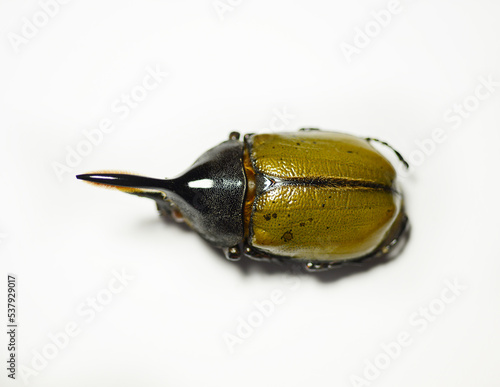 Black scarab beetle 