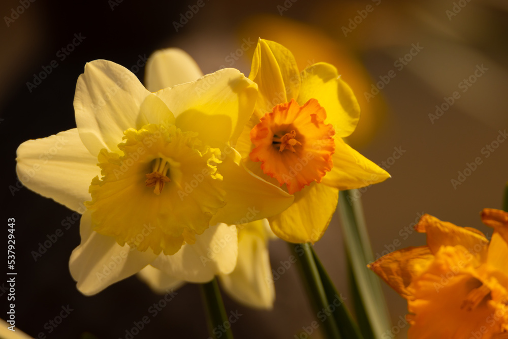 yellow daffodil flower yellow daffodil flower