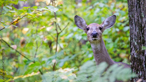 deer in the woods © DeBanej