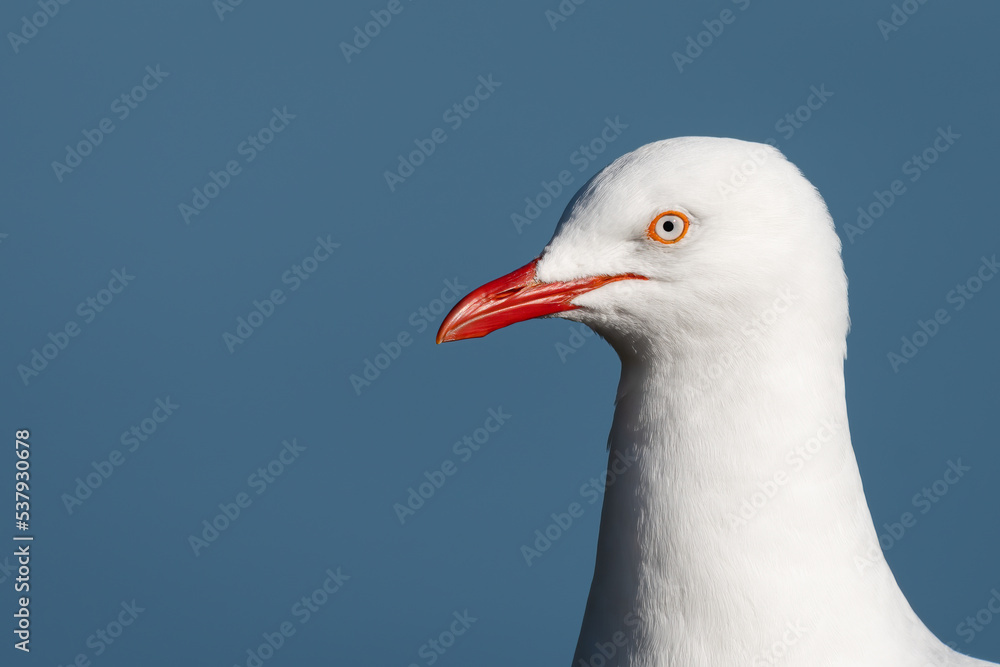 Silver gull closeup portrait, Sydney, Australia Silver gull closeup portrait, Sydney, Australia