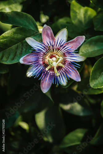 Passiflora
