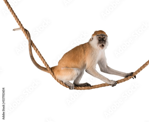 Cute Monkey animal isolated on white background
